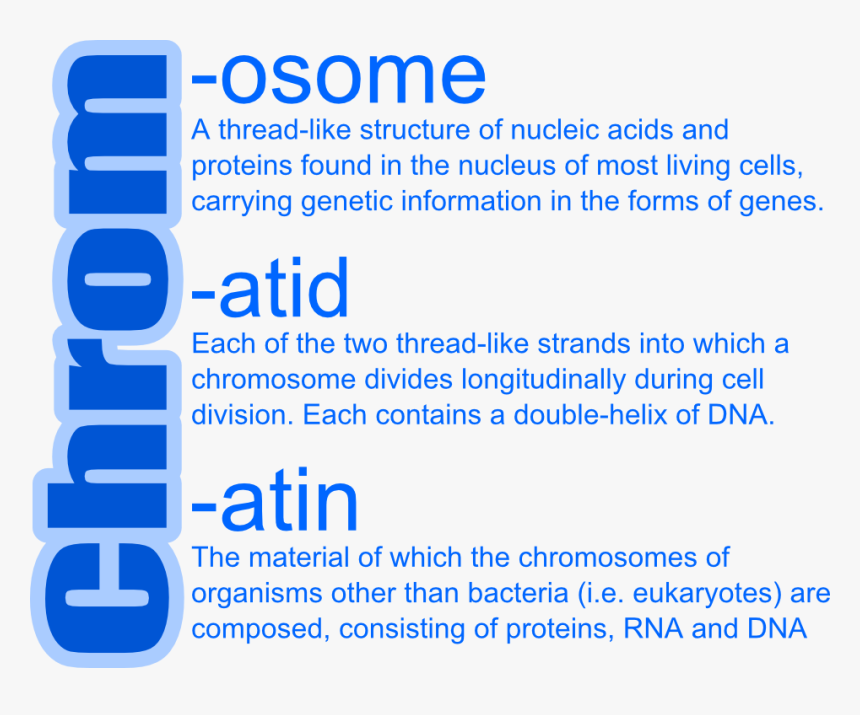 Chromosomes Vs Chromatin Vs Chromatids, HD Png Download