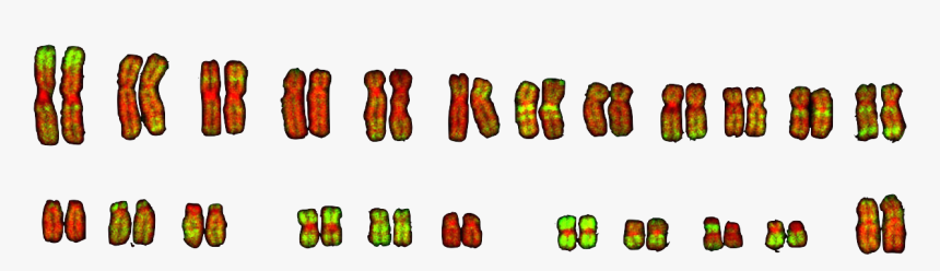 Clip Art, HD Png Download