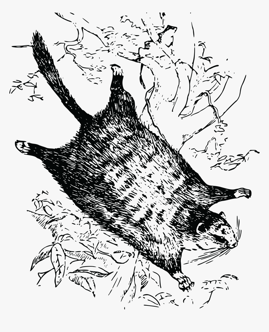 Flying Squirrel , Png Download - Graphic Flying Squirrel, Transparent Png