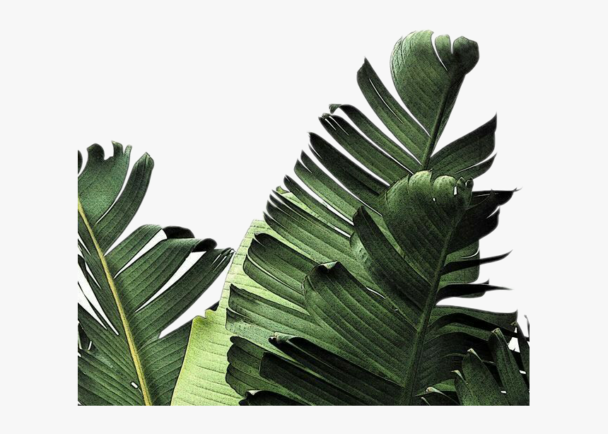 Transparent Leaf Png Tumblr Dark Green Leaves Png, Png Download