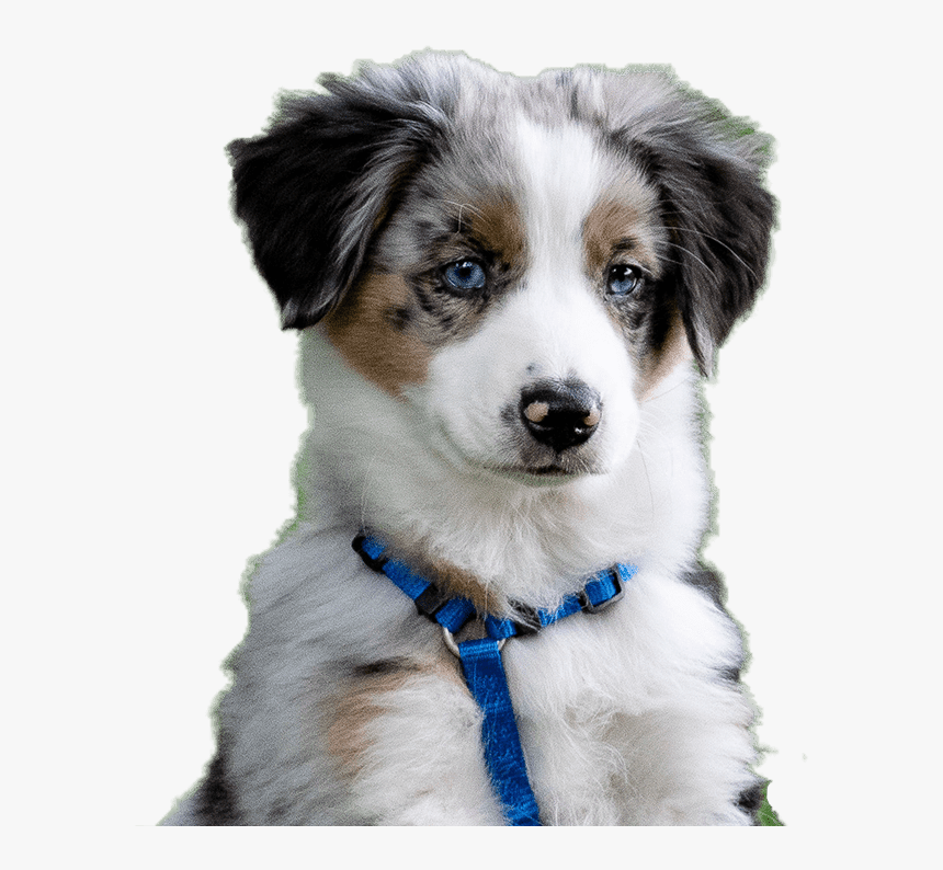 Australian Collie, HD Png Download