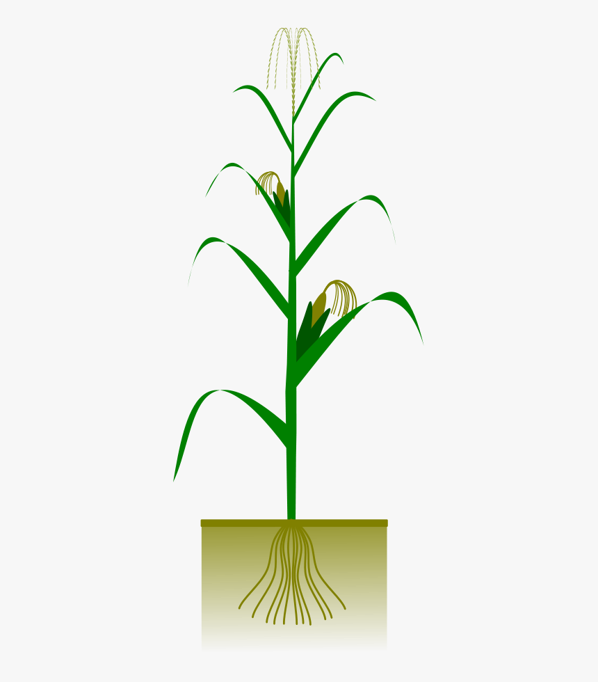 Maize Plant Svg Clip Arts - Corn Plant Vector Free, HD Png Download