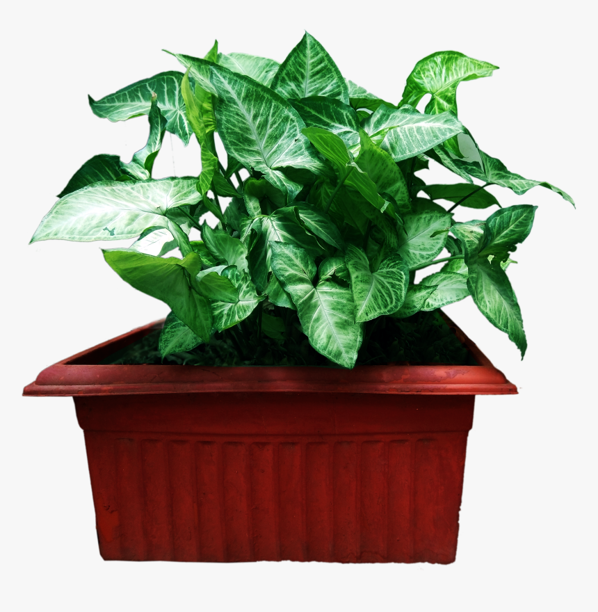 Graphics Pic - Houseplant, HD Png Download