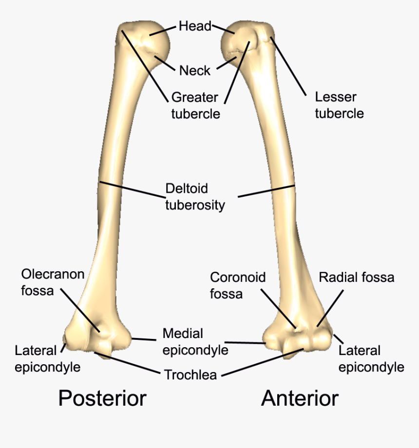 Left Humerus, HD Png Download