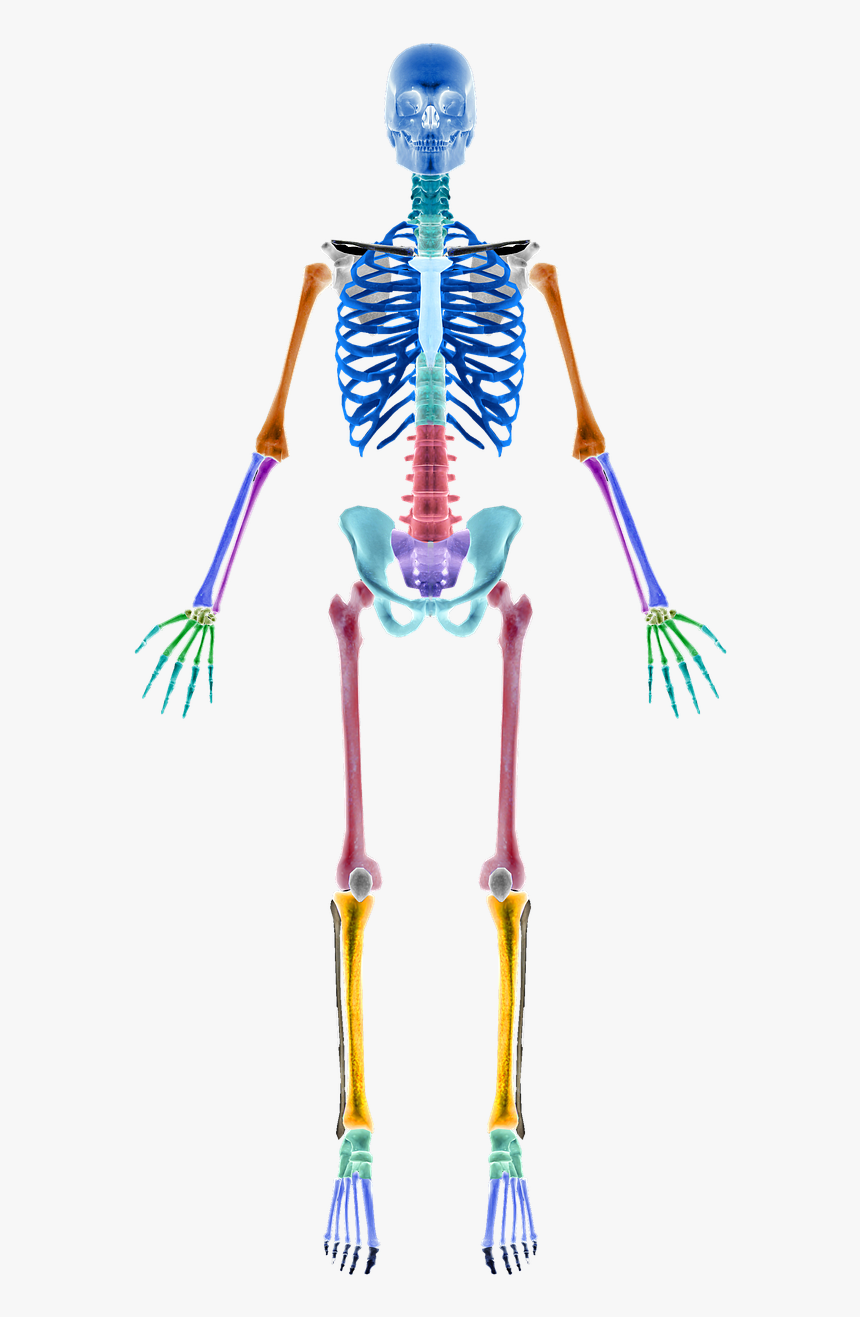 Skeleton Bones Skeleton Sections Free Photo - Human Skeleton, HD Png Download