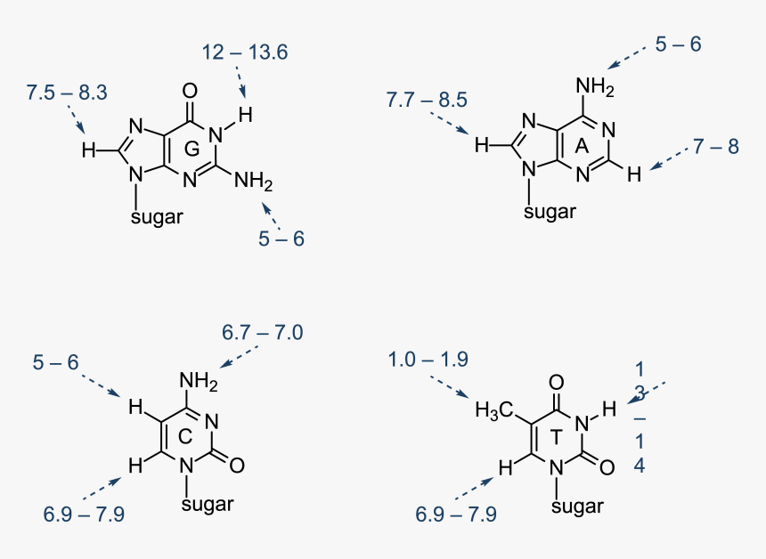 Nucleic Acid Structure Diagram, HD Png Download