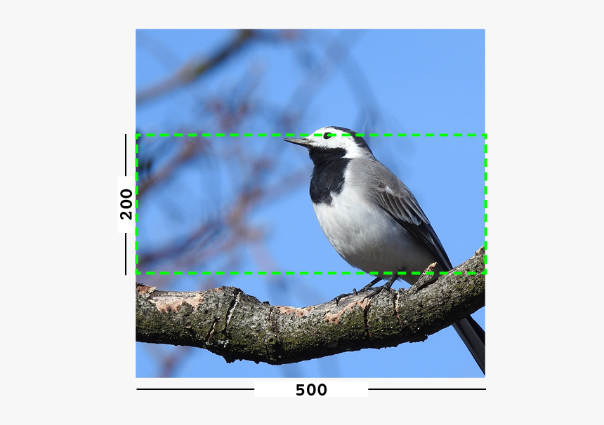 Example Of Min Filter On An Image - Old World Flycatcher, HD Png Download