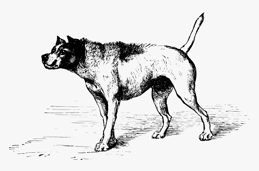 Darwin Expression Of Emotions Clip Arts - Darwin Dogs, HD Png Download