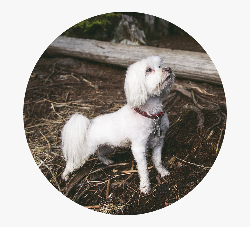 Maltese, HD Png Download