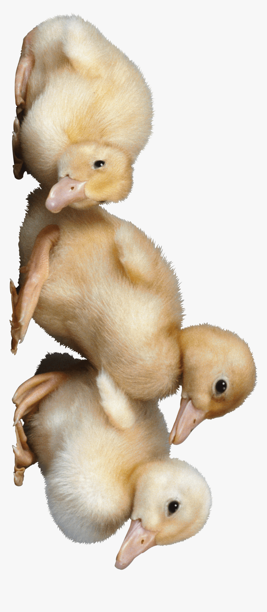 Pato - Duck, HD Png Download