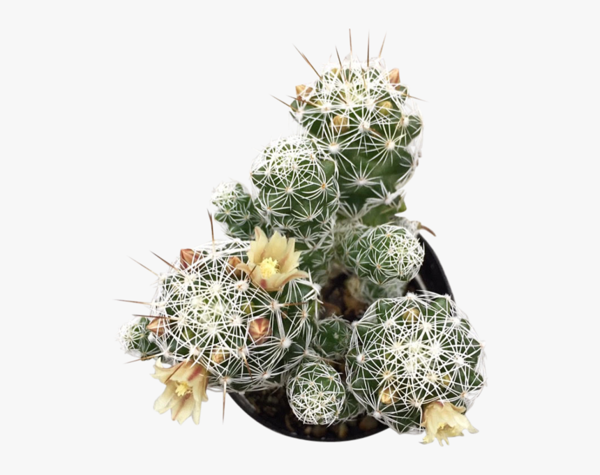 Thimble Png , Png Download - Hedgehog Cactus, Transparent Png