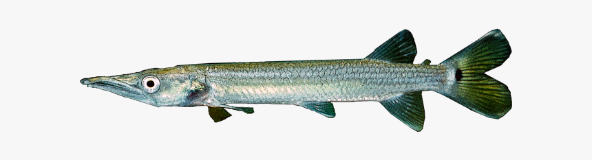 Ctenolucius Hujeta - Барракуда Png, Transparent Png