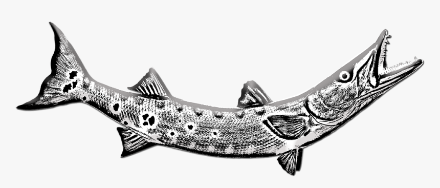 Barracuda, Fish, Underwater, Ocean, Sea, Exotic, Teeth - Pacific Sturgeon, HD Png Download