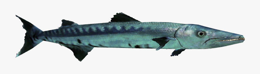 Ambienttemplate - Pacific Sturgeon, HD Png Download