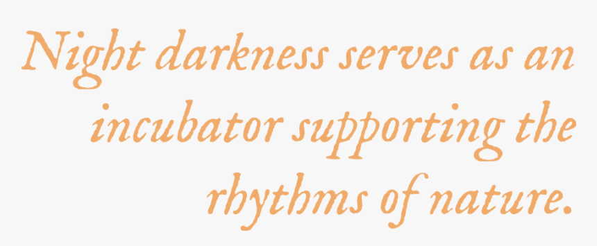 Night Darkness Serves As An Incubator Supporting The - Calligraphy, HD Png Download