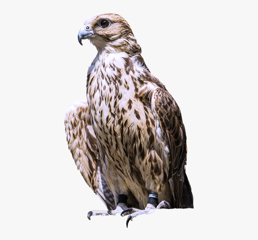 Bird Of Prey Png Transparent Png Transparent Png Image Pngitem