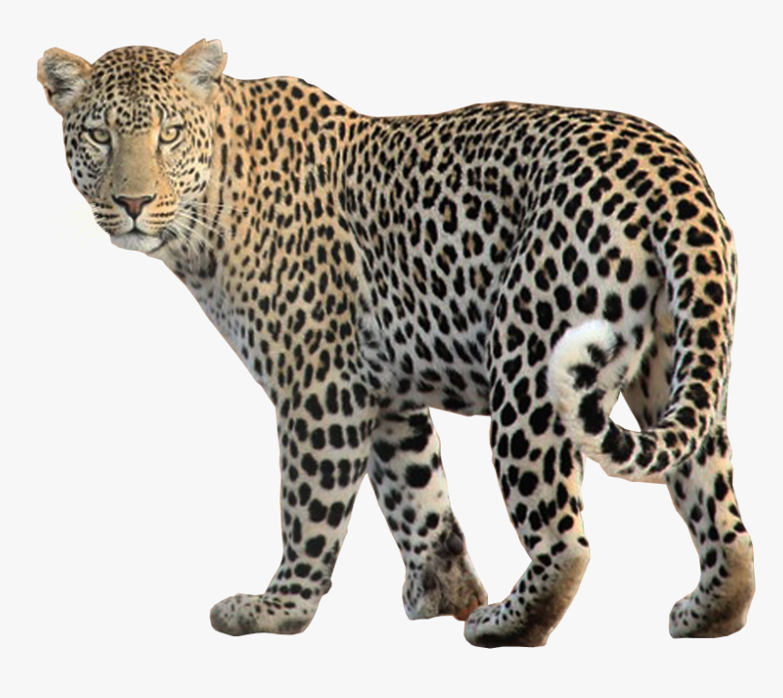 Leopard Looking For Prey Transparent Background Image - Leopard Transparent Background, HD Png Download