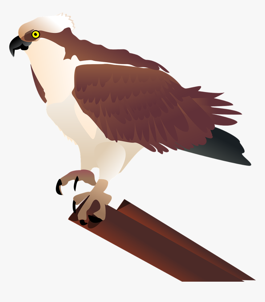 Bird,bird Of Prey,beak - Ospreys Bird Clipart, HD Png Download