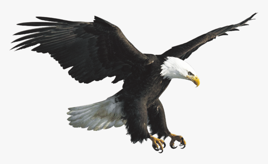 Eagles Flying Png, Transparent Png