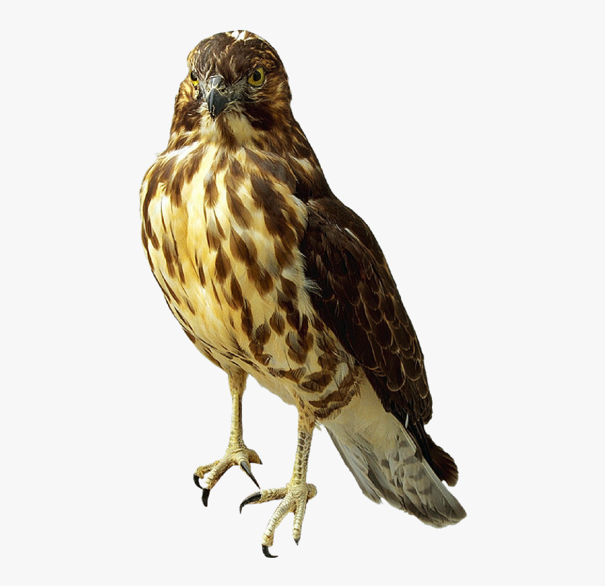 Falcon Png - Transparent Falcon Png, Png Download