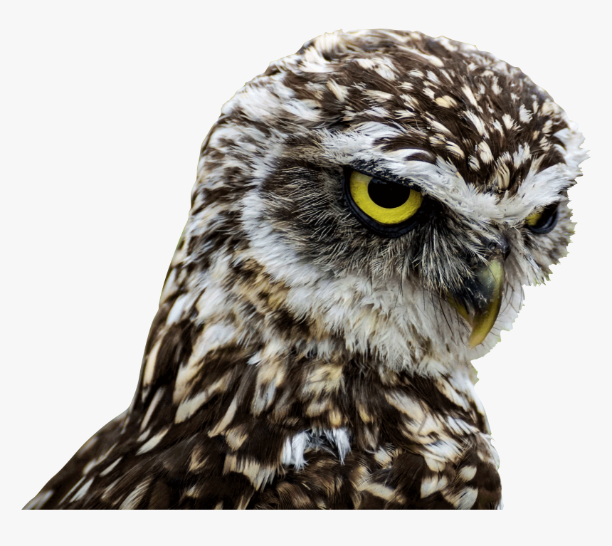 Birds Of Prey Good Morning , Png Download - Do Owls Have Long Legs, Transparent Png