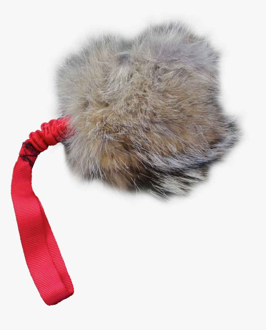 Predator Prey Coyote Rabbit Outside, HD Png Download