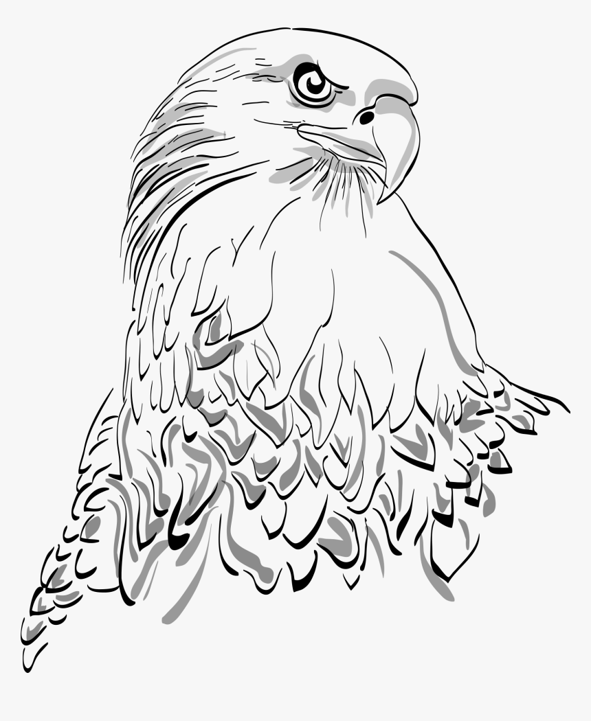 Drawing White Tailed Eagle, HD Png Download