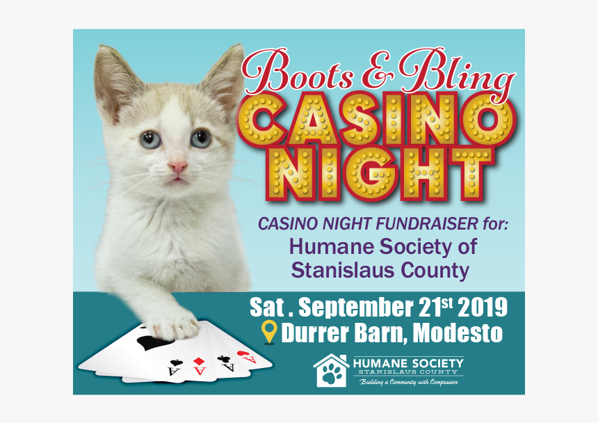 Domestic Short-haired Cat, HD Png Download