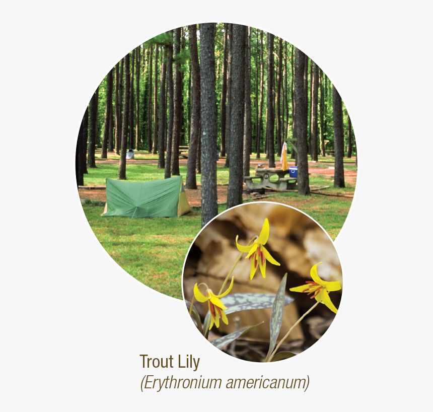 Grove, HD Png Download