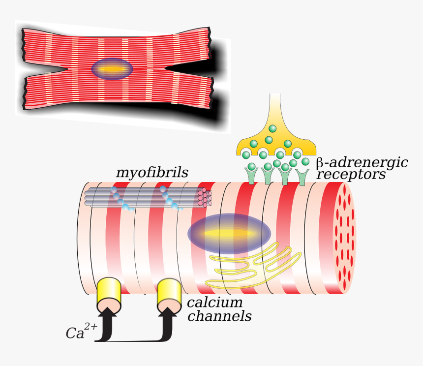 Cardiac Remodelling In Heart Failure, HD Png Download