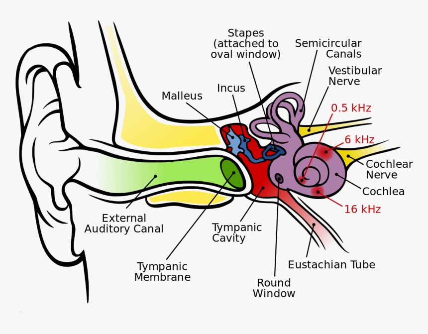 Images/audtrans-anatomy Of The Human Ear - Graph Of The Ear, HD Png Download