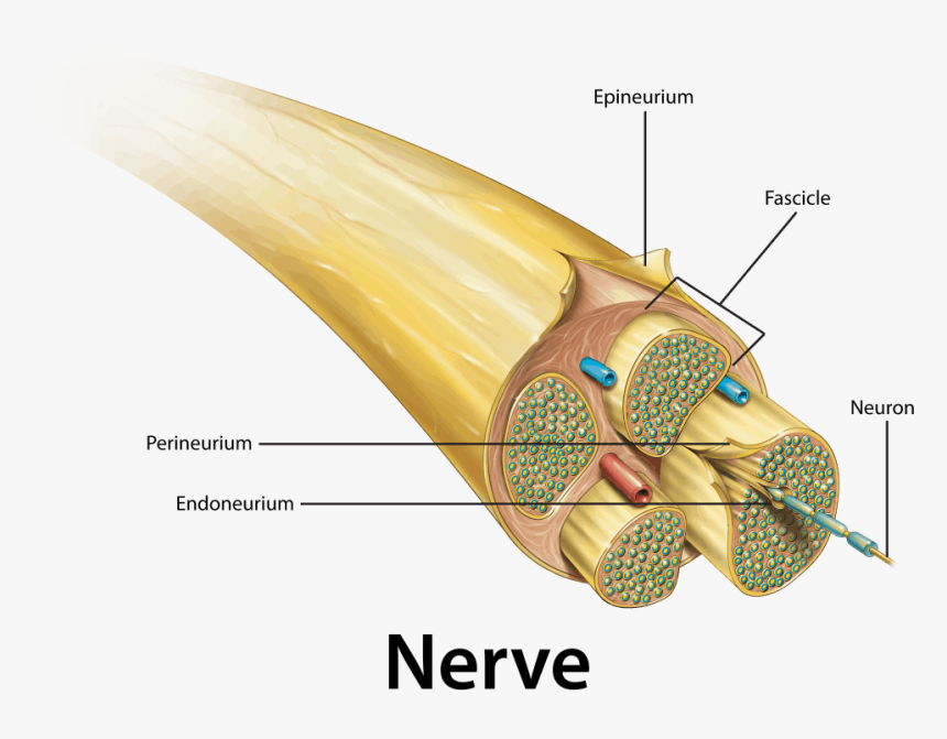 Nerve Anataomy - Peripheral Nerve In Cross Section, HD Png Download