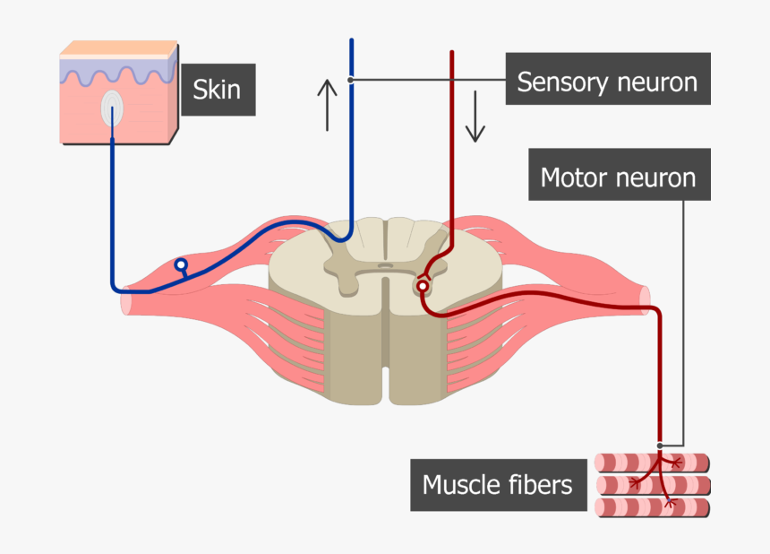 Spinal Cord Segment Cross-sectional Image Showing The - Spinal Nerves Sensory And Motor, HD Png Download