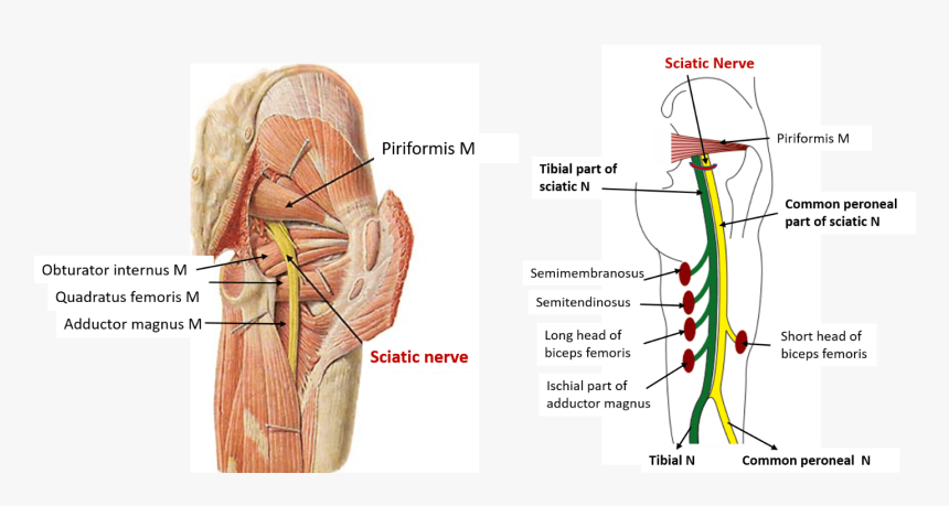Sciatic Nerve, HD Png Download
