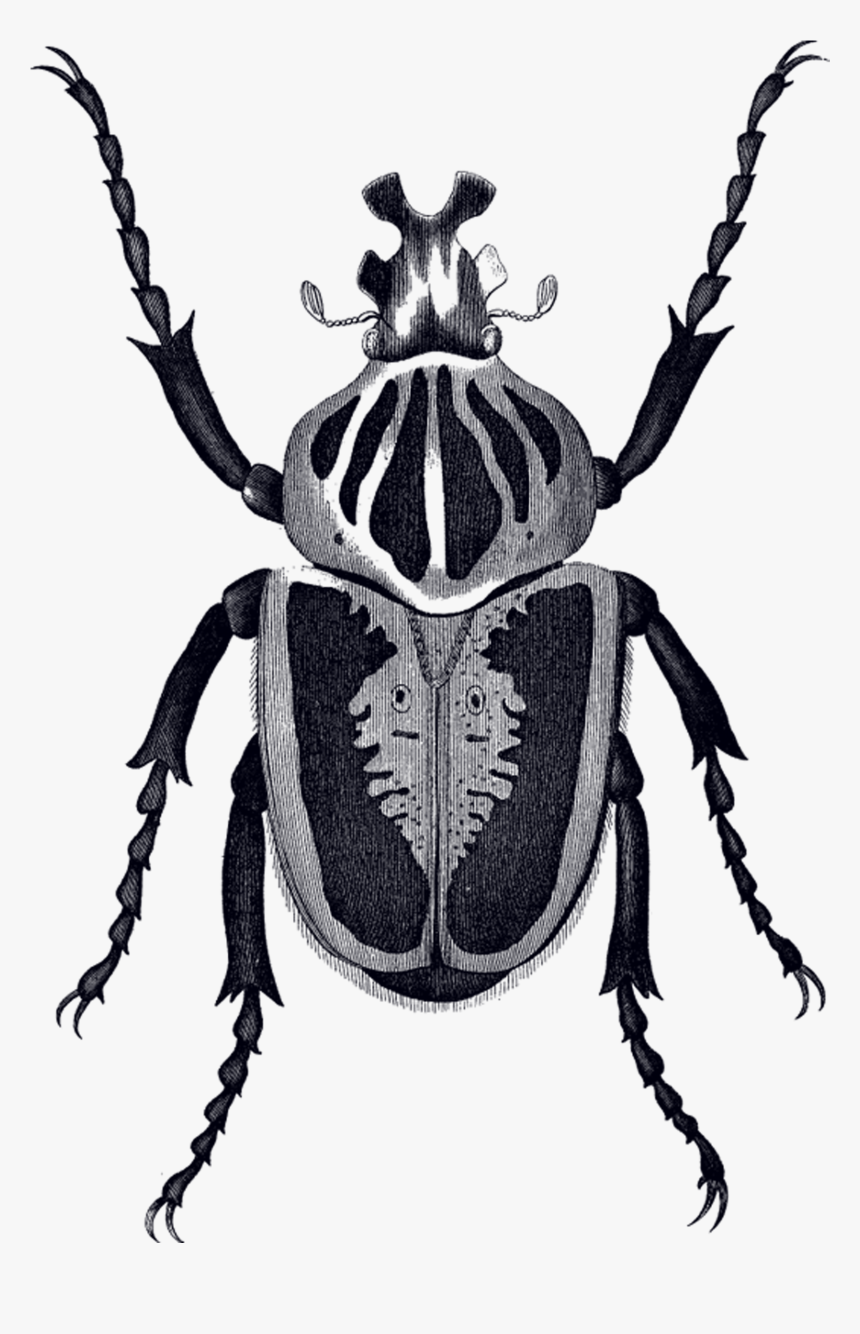 Goliath Beetle Drawing, HD Png Download