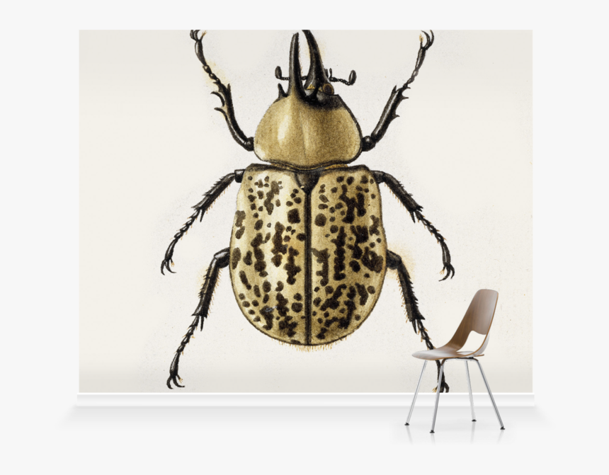 Beetle, HD Png Download