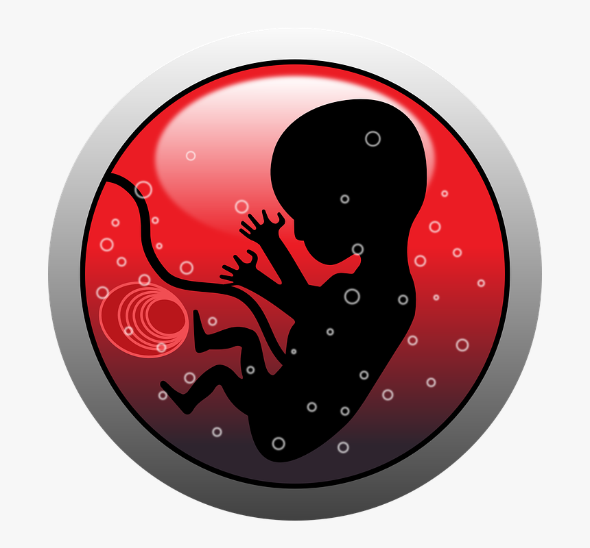 Embryo, Human, Infant, Pregnancy, Silhouette - Viviparity Meaning In Hindi, HD Png Download