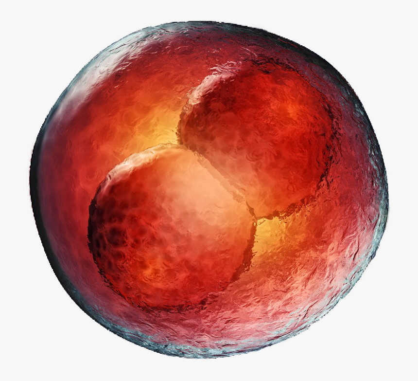 Embryo Png Transparent, Png Download
