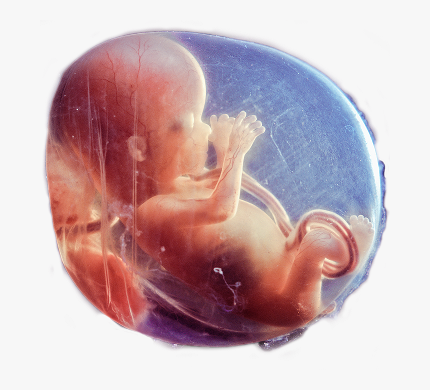 Embryo And Motrip Image - Motrip Embryo Cover, HD Png Download