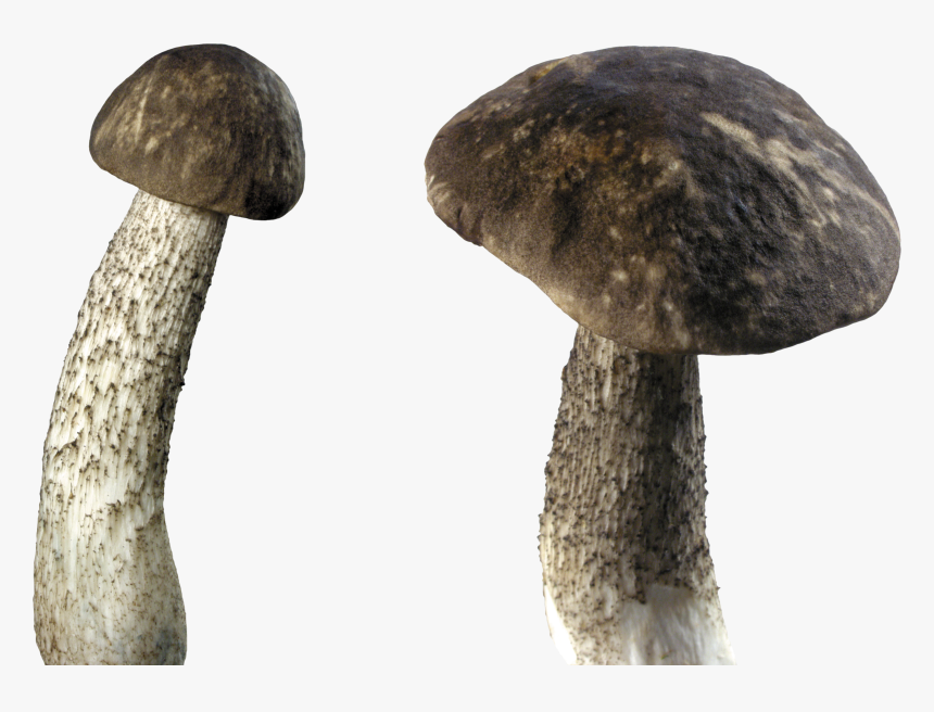 Dark Mushroom - Mushroom Transparent Background, HD Png Download