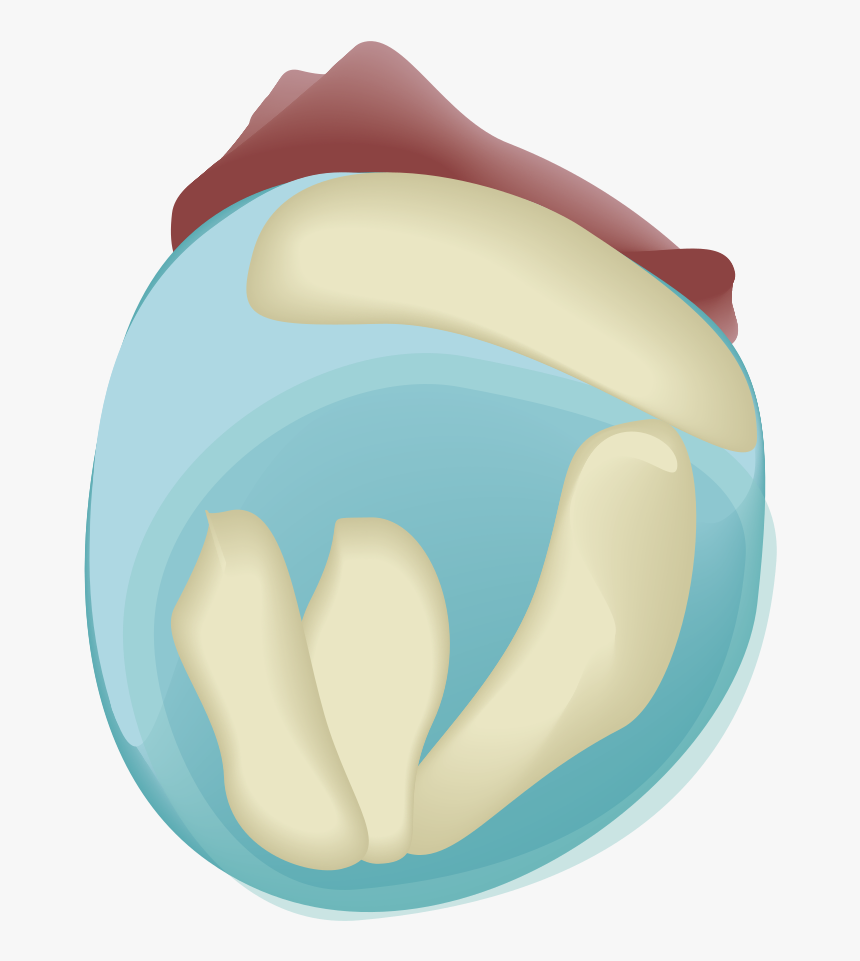 201908 Mouse Embryo Day8 - Illustration, HD Png Download