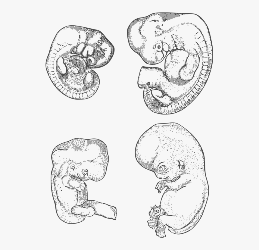 Line Art,head,organ - Portable Network Graphics, HD Png Download