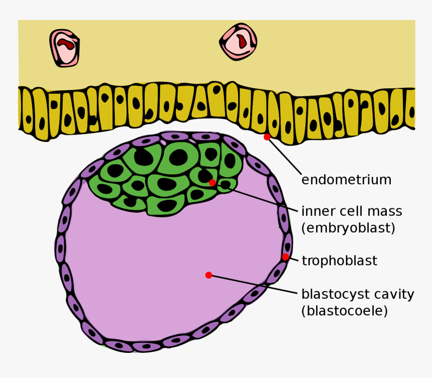 Blastocyst Trophoblast, HD Png Download