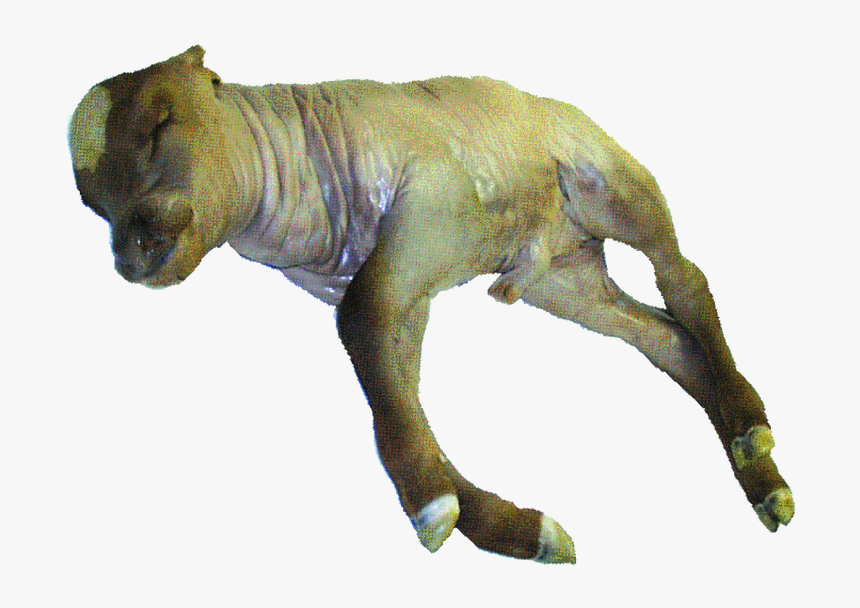 Animal Figure, HD Png Download