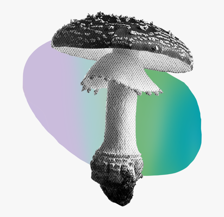 Shroom - Shiitake, HD Png Download