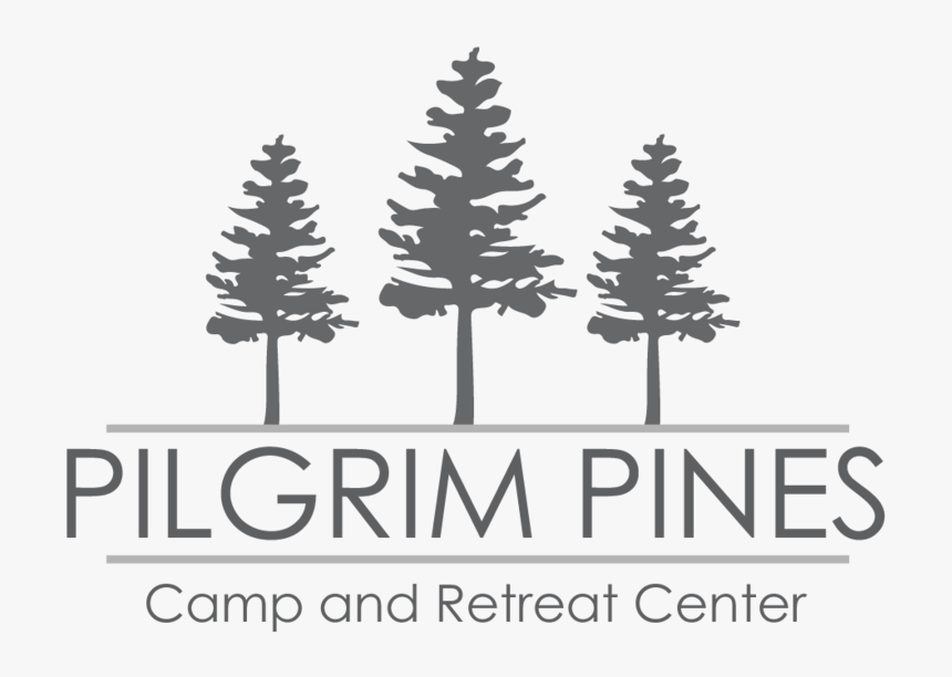 Pine Tree, HD Png Download