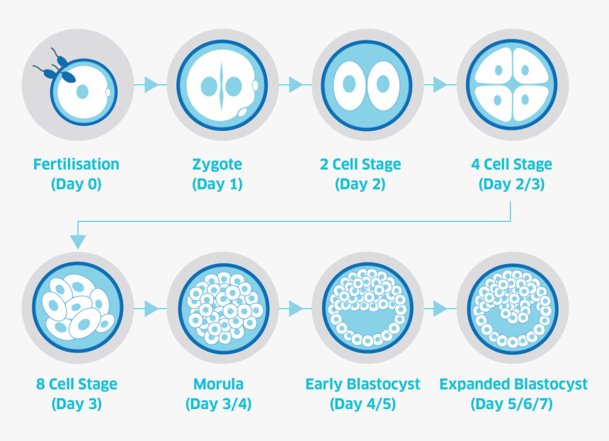 Circle, HD Png Download