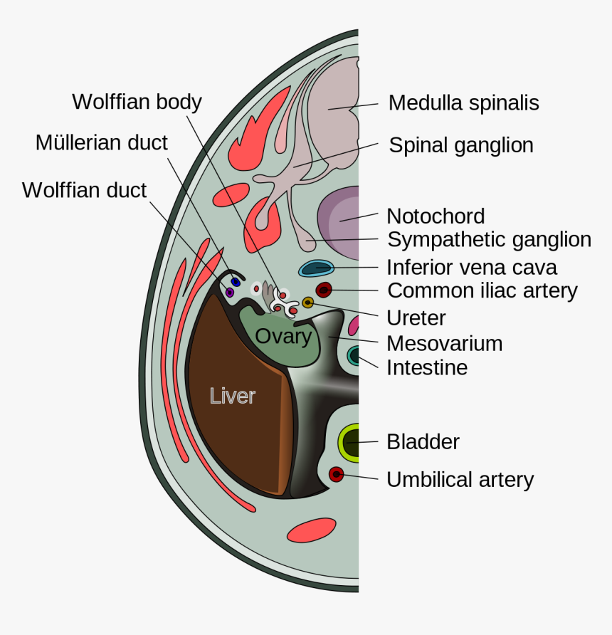 Mesovarian Border Of Ovary, HD Png Download