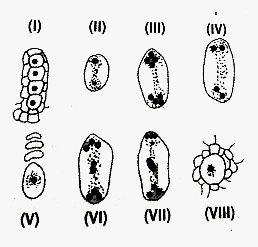 Illustration, HD Png Download