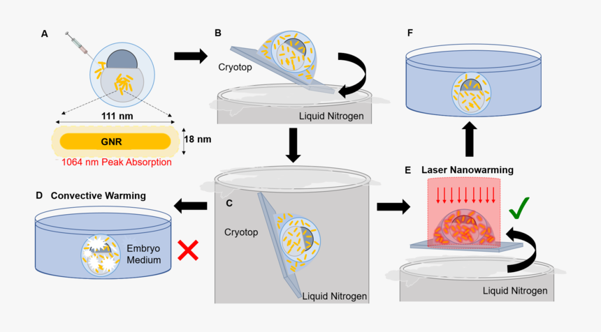 Zebrafish Embryo Cryopreservation And Laser Gnr Rewarming, HD Png Download